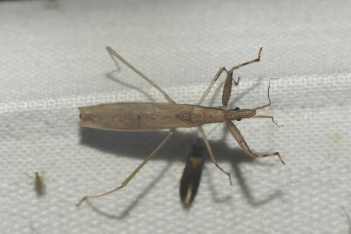 Réf. 272 774 : Sastrapada baerensprungi